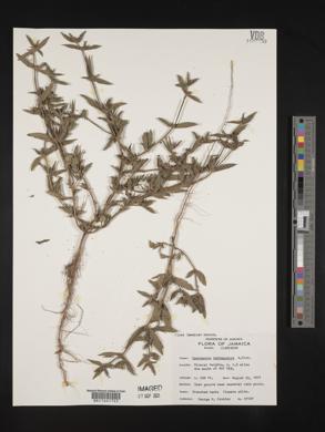 Spermacoce tetraquetra image