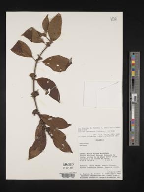 Sabicea panamensis image