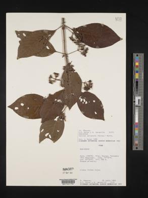 Sabicea panamensis image