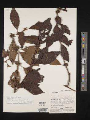 Sabicea panamensis image