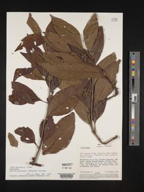 Sabicea panamensis image