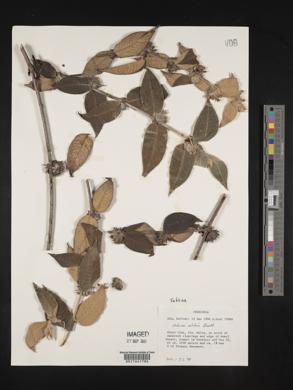 Sabicea velutina image