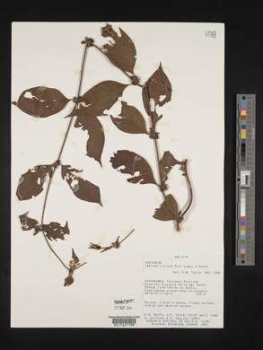 Sabicea villosa image