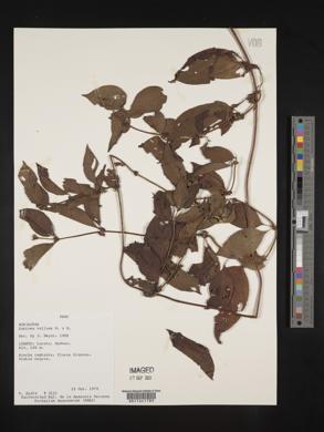 Sabicea villosa image
