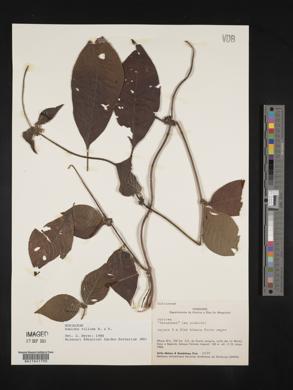 Sabicea villosa image