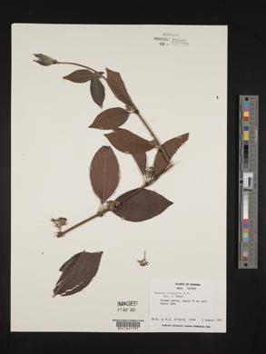 Sabicea villosa image