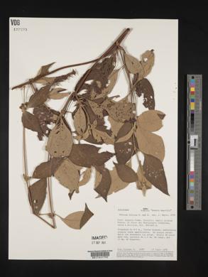 Sabicea villosa image