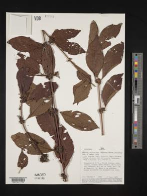 Sabicea villosa image