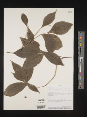 Rudgea cornifolia image