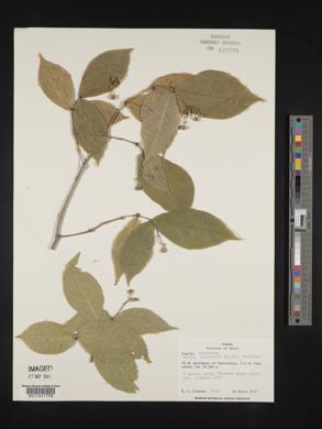 Rudgea cornifolia image