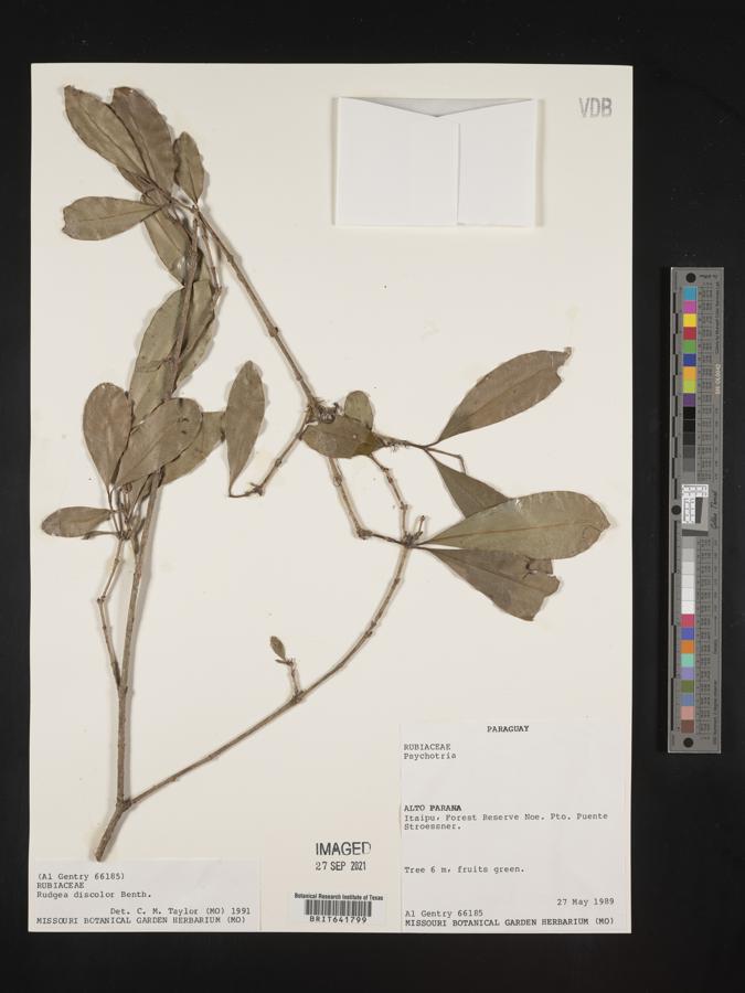 Rudgea discolor image