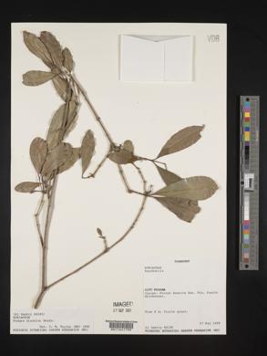 Media resource of Rudgea discolor
