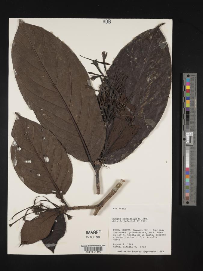 Rudgea lanceifolia image