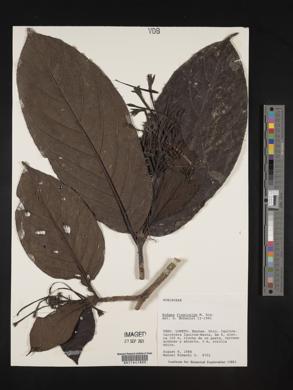 Rudgea lanceifolia image