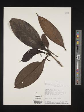 Rudgea lanceifolia image