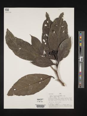 Rudgea lanceifolia image
