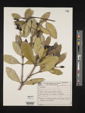 Rudgea gardenioides image