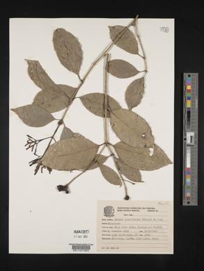 Rudgea jasminoides image