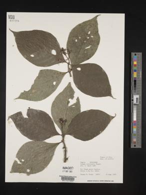 Rudgea loretensis image