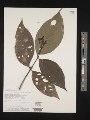 Rudgea loretensis image