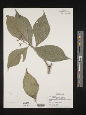 Rudgea loretensis image
