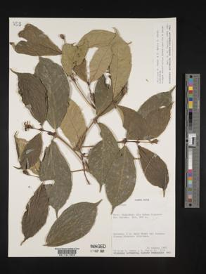 Rudgea monofructus image