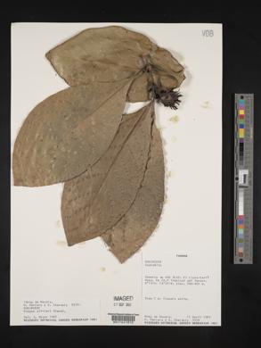Media resource of Rudgea pittieri