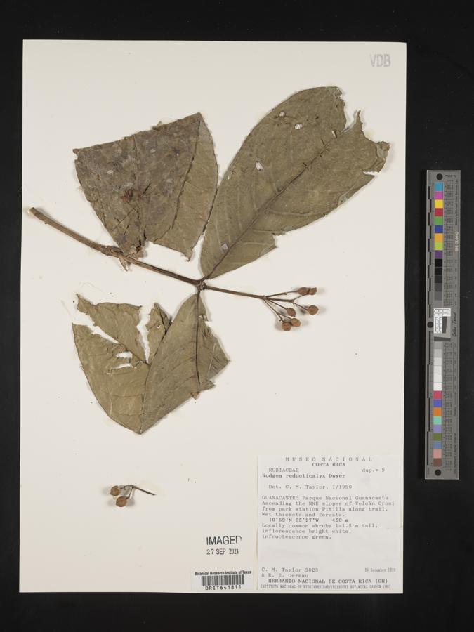 Rudgea reducticalyx image