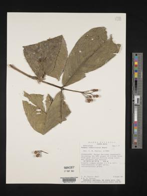 Media resource of Rudgea reducticalyx