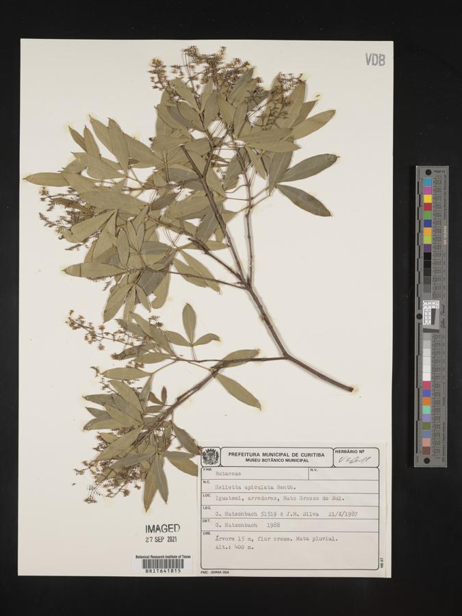 Helietta apiculata image