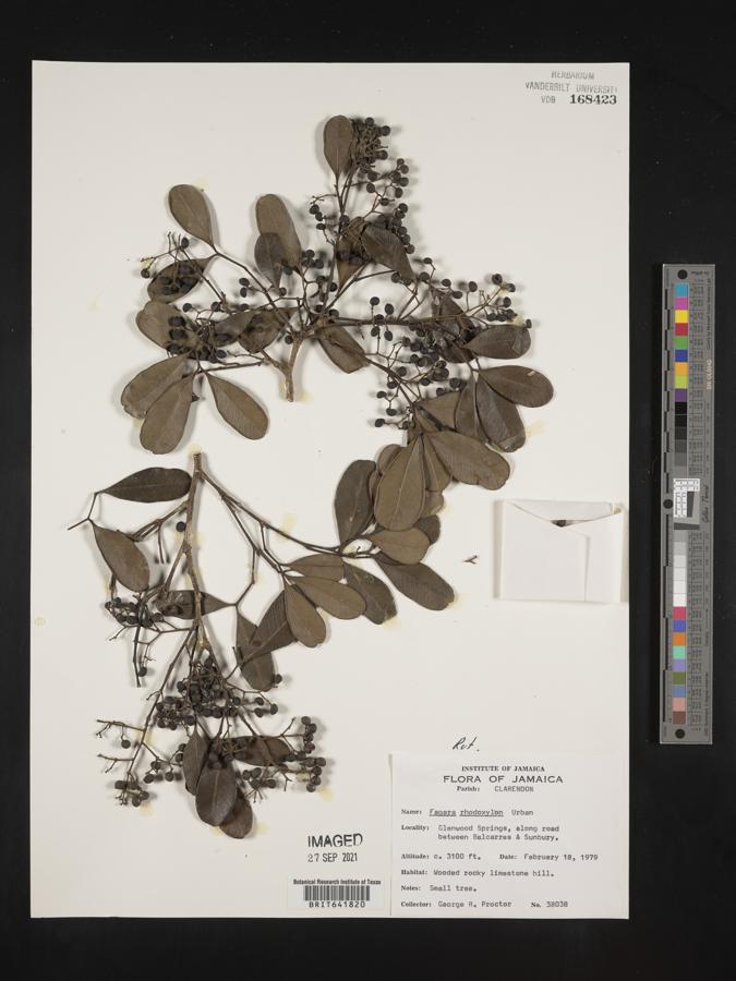 Zanthoxylum rhodoxylon subsp. rhodoxylon image