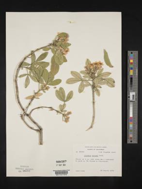 Choisya ternata image
