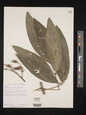 Image of Amyris brenesii