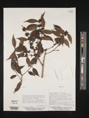 Image Associated With the Occurence