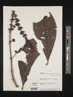 Warszewiczia cordata image