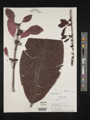 Warszewiczia cordata image