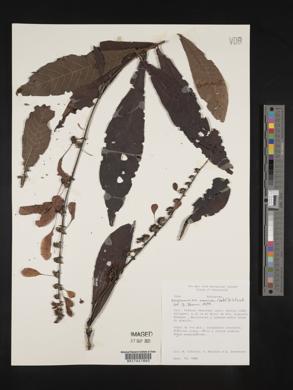 Warszewiczia coccinea image
