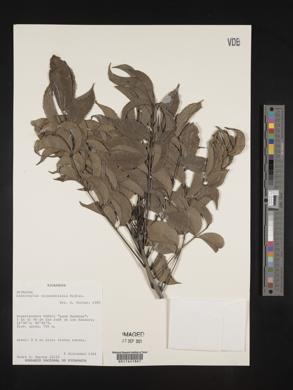 Zanthoxylum elephantiasis image