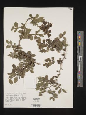 Zanthoxylum fagara image