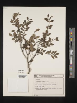 Zanthoxylum acanthopodium image