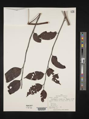 Zanthoxylum juniperinum image