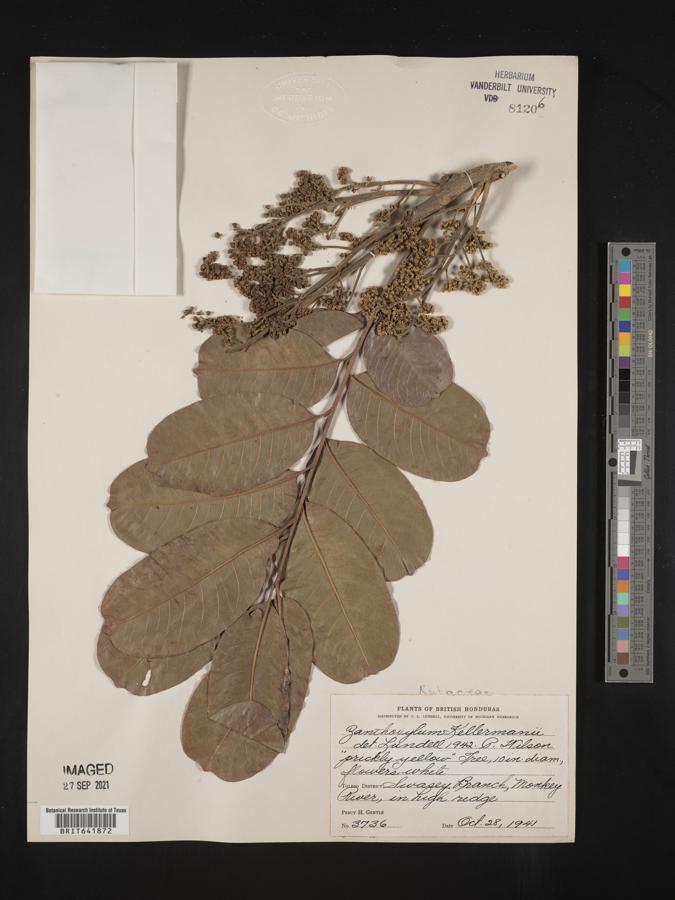 Zanthoxylum riedelianum subsp. kellermanii image