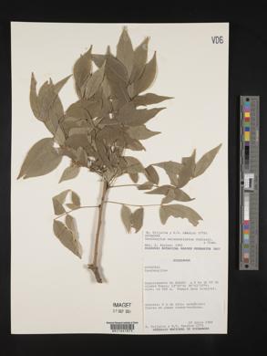 Zanthoxylum melanostictum image