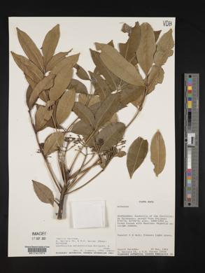 Zanthoxylum melanostictum image