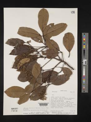 Zanthoxylum melanostictum image
