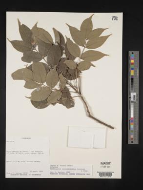 Zanthoxylum melanostictum image