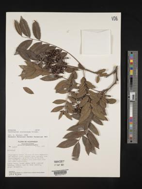 Zanthoxylum microcarpum image