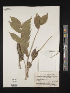 Zanthoxylum setulosum image