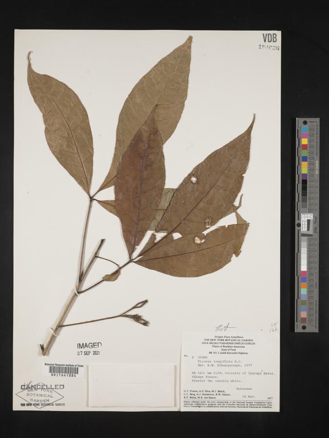 Ticorea longiflora image