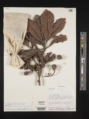 Meliosma vernicosa image